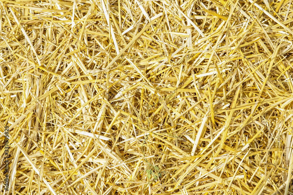 Dry yellow straw grass background texture after havest