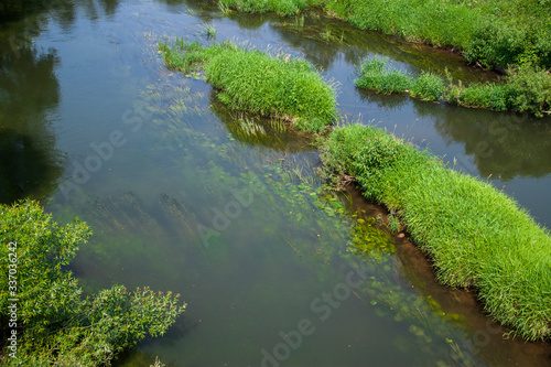 Algae bloom on the river