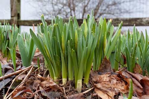 Close-up of daffodils with emerging buds with a fence and tree branches in the background.