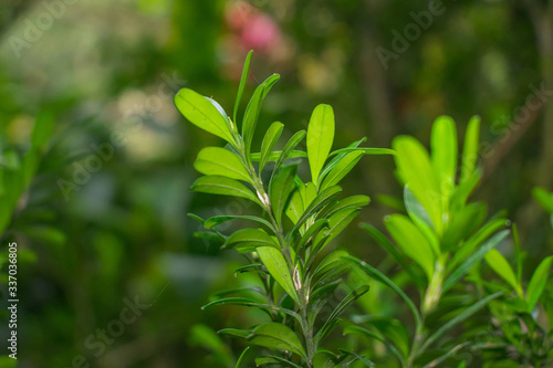 Buxus sempervirens bush. Macro details with soft focus. Also known as Caucasian boxwood