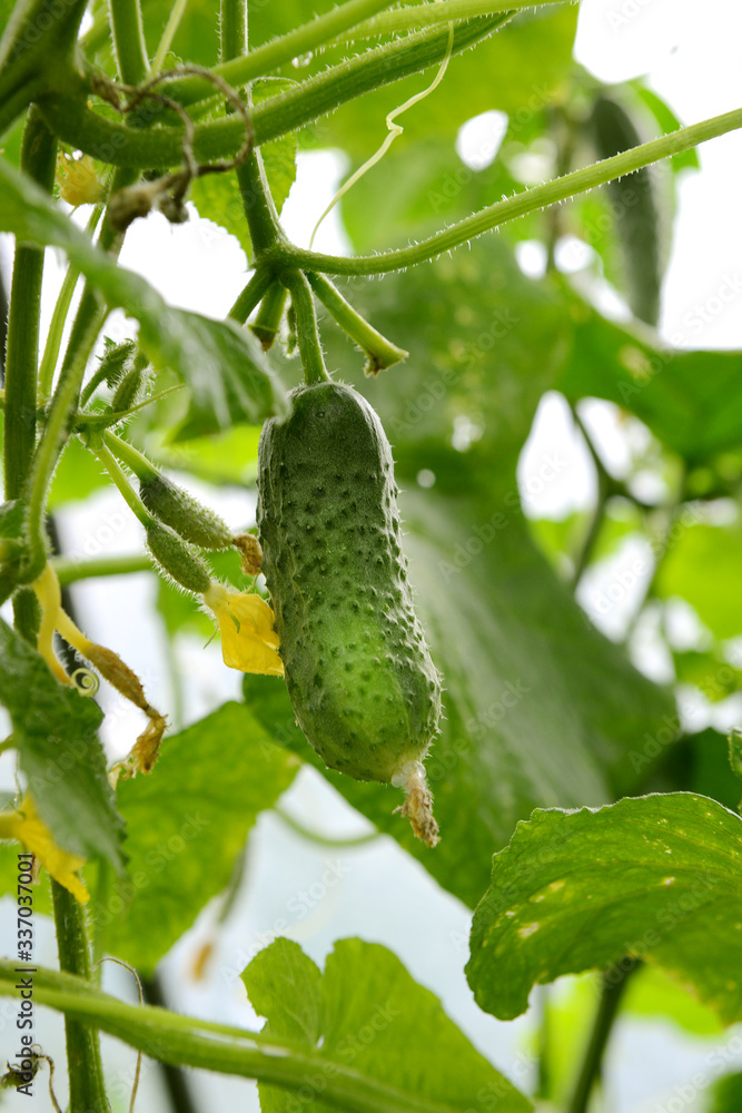 Fresh cucumber on a bush in the garden. Fresh cucumber on a bush in the garden.