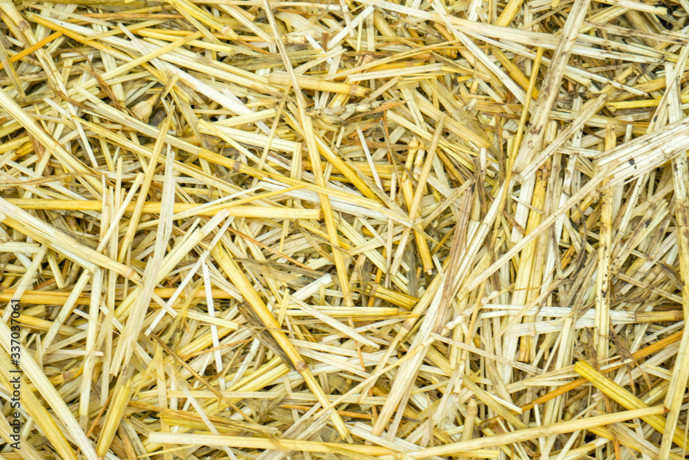 Dry yellow straw grass background texture after havest Dry yellow straw grass background texture after havest
