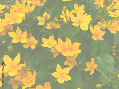 Flower gardens bloom beautifully in spring. Vintage background little yellow flowers, nature beautiful, toning design spring nature.
