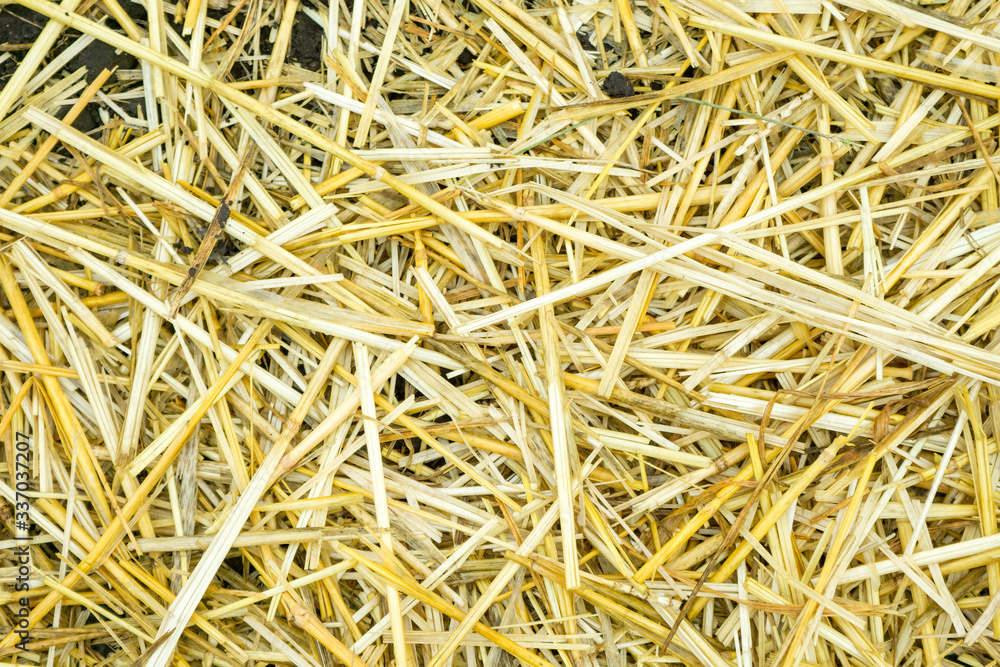 Dry yellow straw grass background texture after havest Dry yellow straw grass background texture after havest