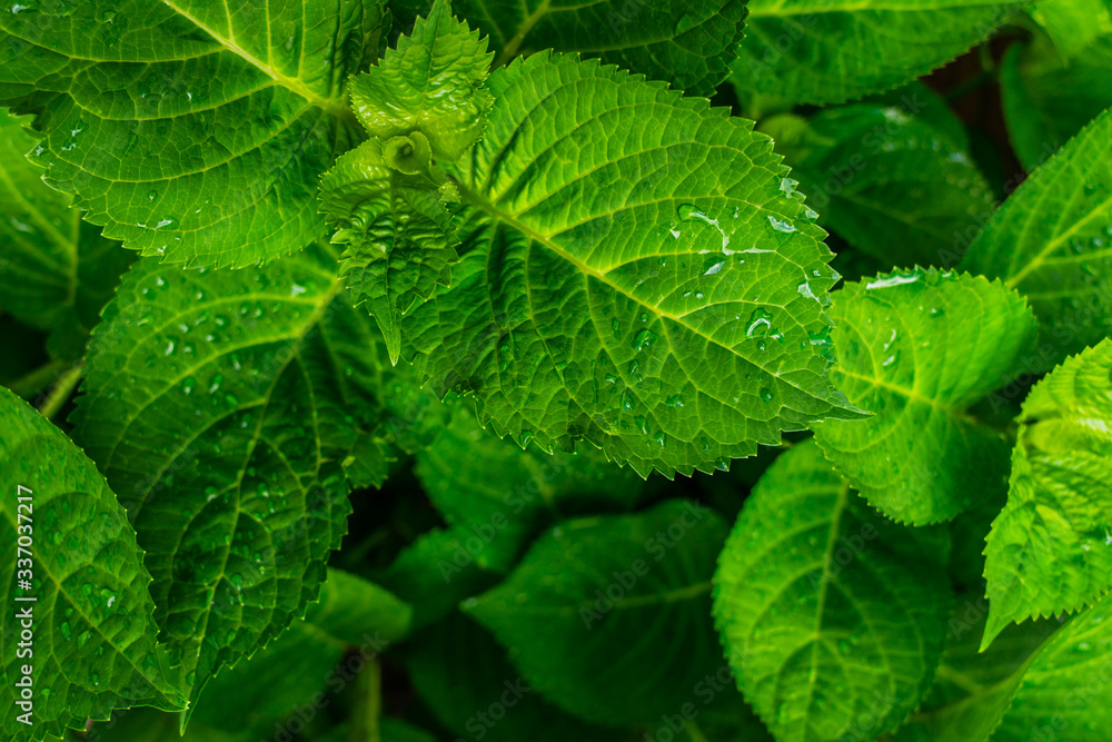 Green leaves pattern background. Natural background. Green leaf with water drop. Green leaves pattern background. Natural background. Green leaf with water drop.