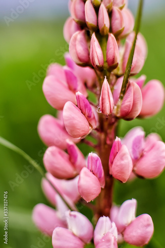 Flowering lupins in a meadow