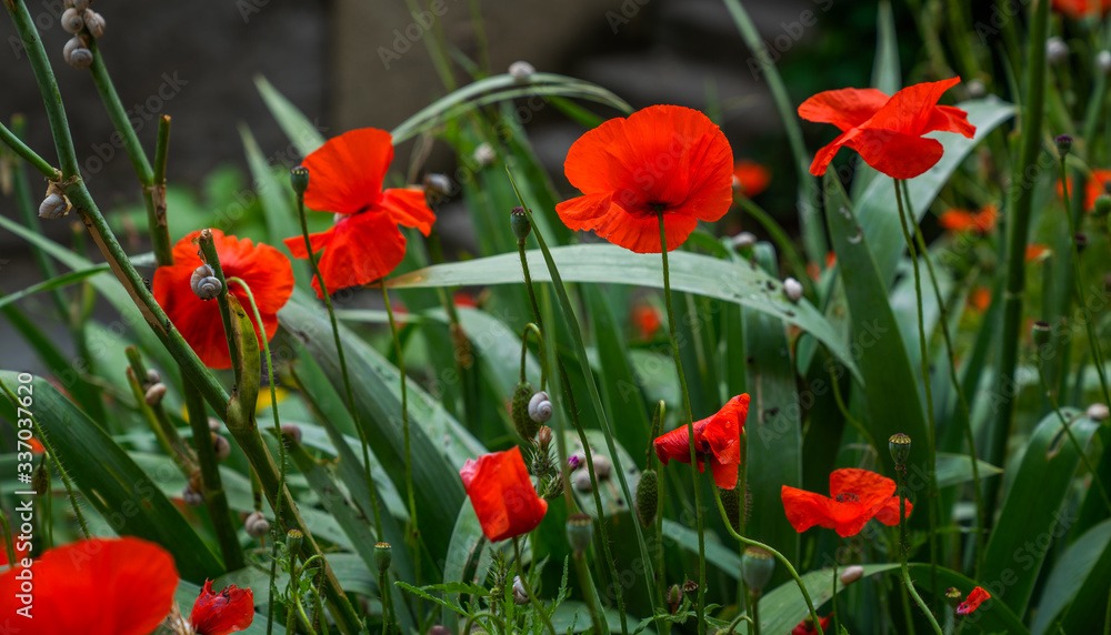 Fototapeta premium Beautiful field of red poppies. Flower poppy flowering on background poppies flowers. Nature.