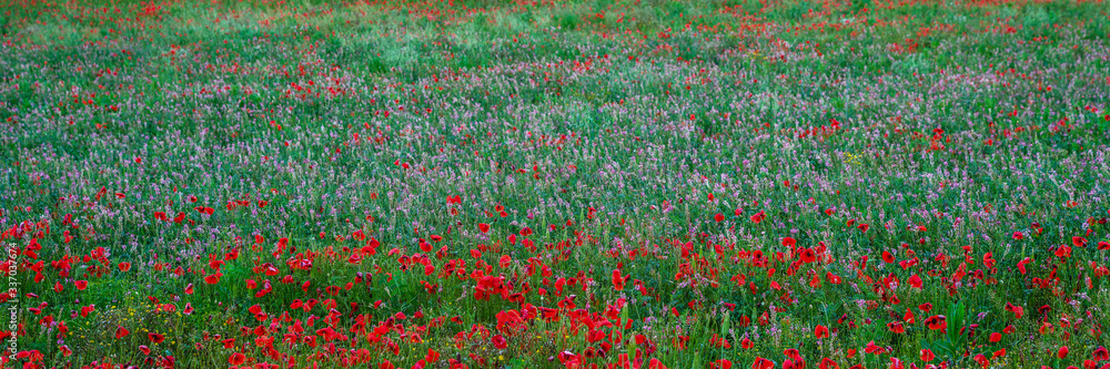 Beautiful field of red poppies. Flower poppy flowering on background poppies flowers. Nature.