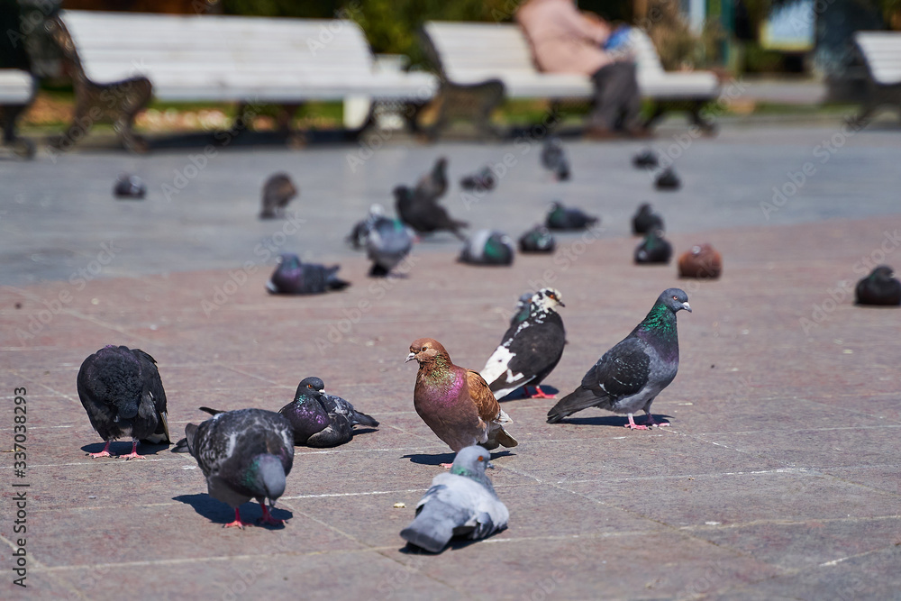 Fototapeta premium Pigeons close-up in the city lie on the floor resting in the sun