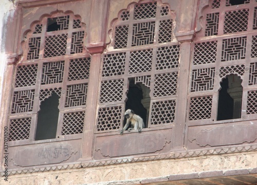 MONOS EN LA VENTANA