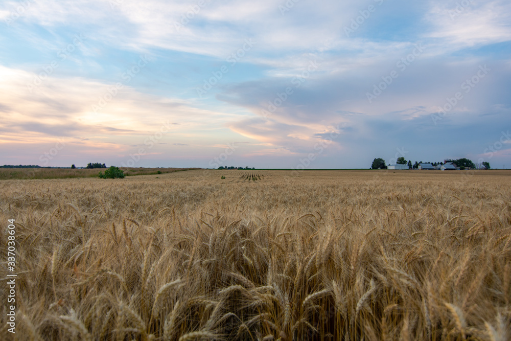 Obraz premium Wheat field.