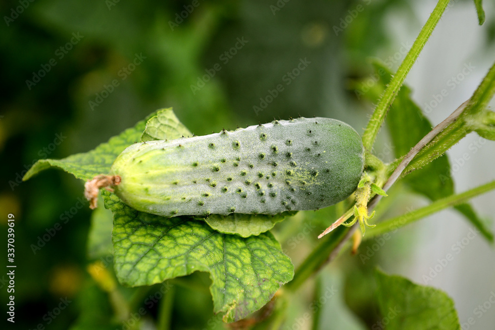 Fresh cucumber on a branch of a bush in the garden. Growing vegetables. Fresh cucumber on a branch of a bush in the garden. Growing vegetables.