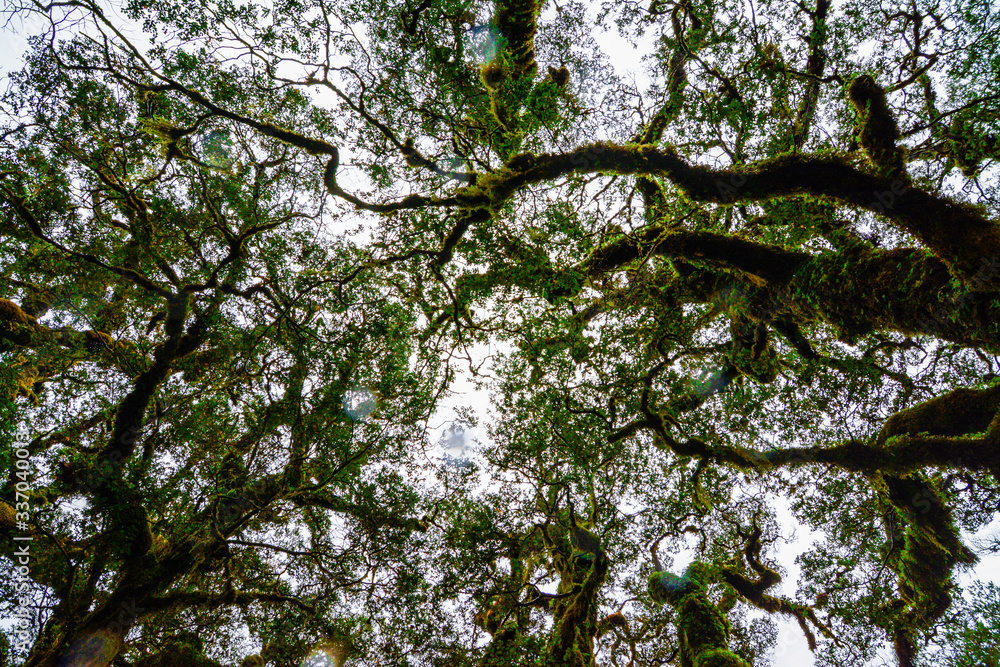 Obraz premium Moss fern covered the forest trees during the rainy season at New Zealand's southern island.