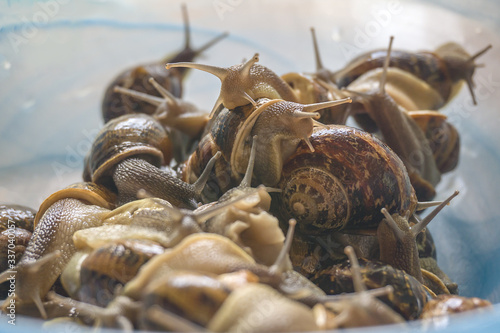 Canvas Print Big pot of alive ground snails ready for cooking