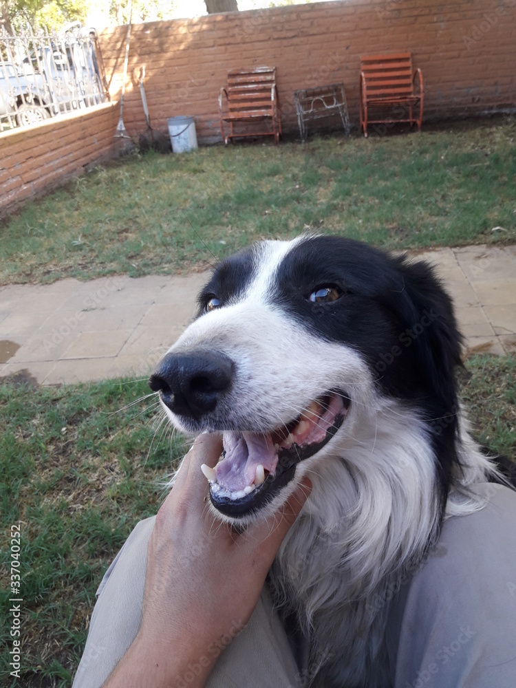Fototapeta premium border collie