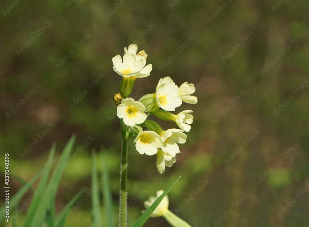 Blüte der Hohen Schlüsselblume im Frühling Blüte der Hohen Schlüsselblume im Frühling