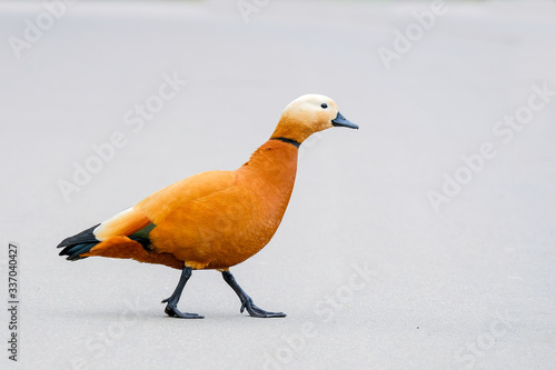 Ruddy shelduck walks on the asphalt in the afternoon. Bright large bird successfully adapted to life in the city. Copy space. 