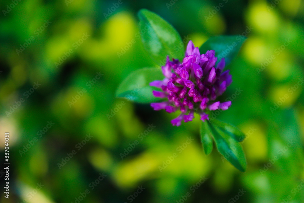 Head of red clover flower, blurred background.