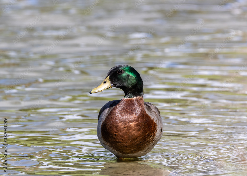 Obraz premium duck on the water