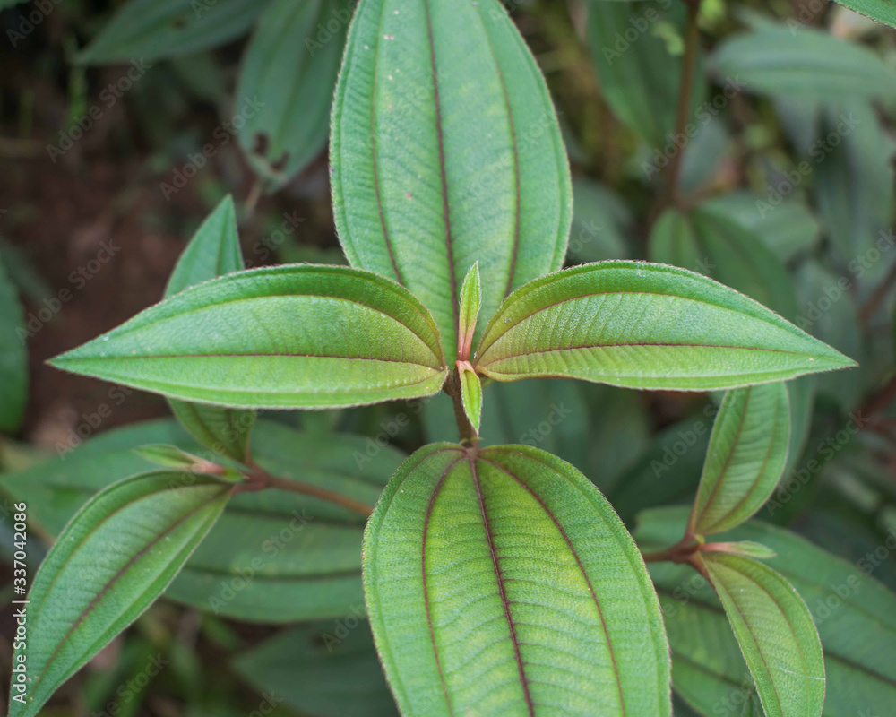 Autumn Flowers of the Glory Bush (Tibouchina urvilleana) leaf. Green leaf background Autumn Flowers of the Glory Bush (Tibouchina urvilleana) leaf. Green leaf background