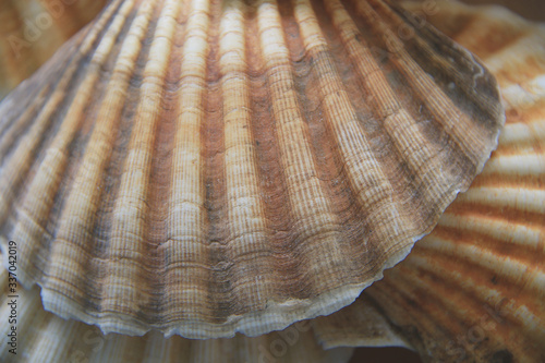 background of seashells