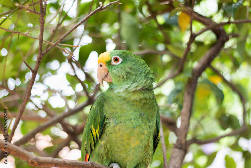 Parrot on a tree waiting to be photographed Parrot on a tree waiting to be photographed