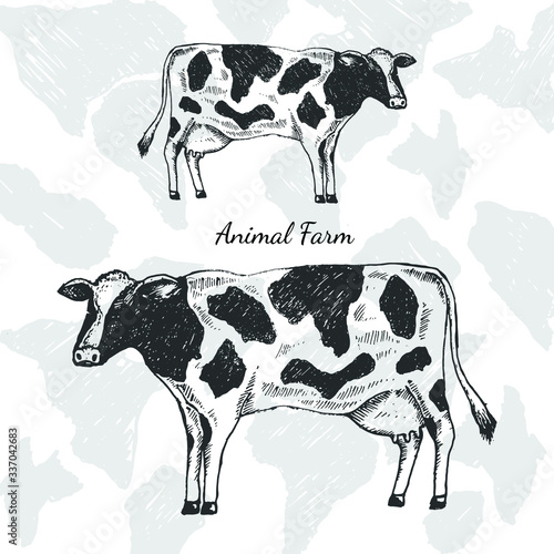 cow on the farm