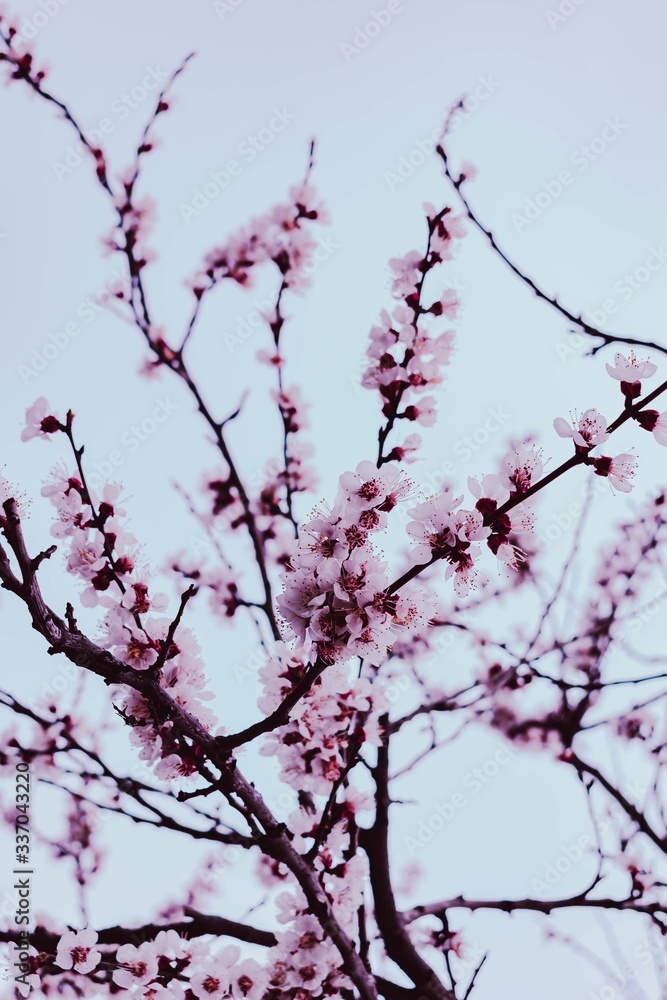 cherry blossom in spring