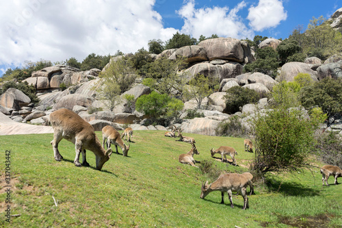 mountain goats grazing in the mountains photo