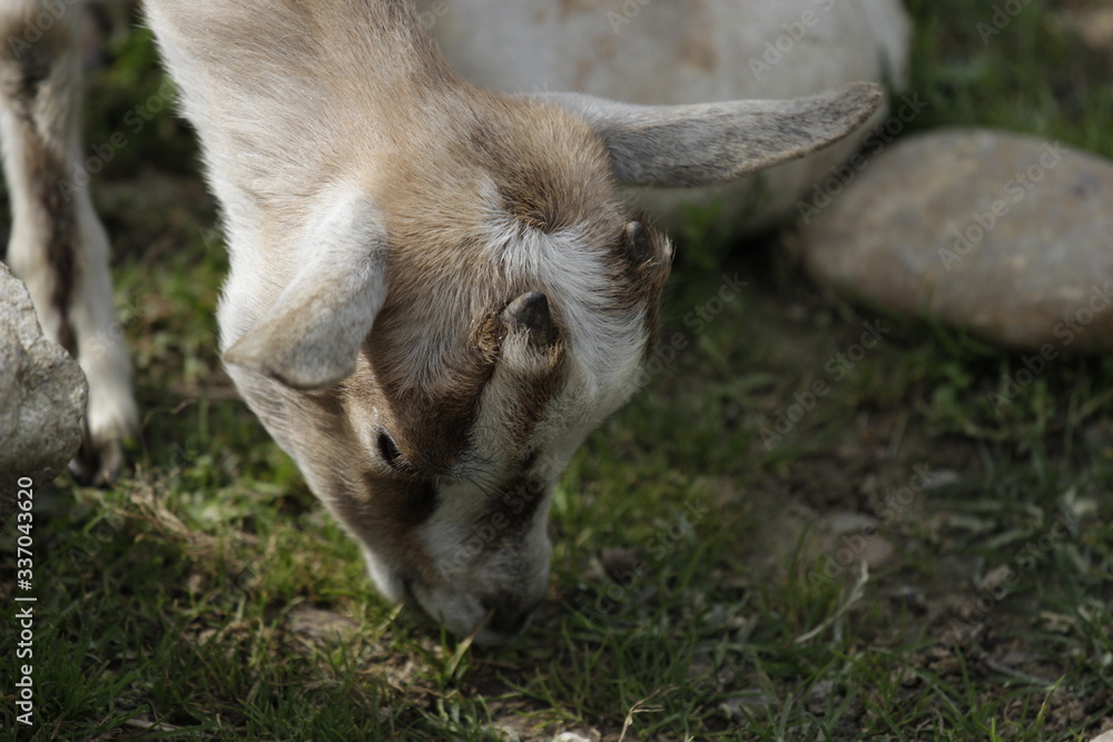 Baby goat eating closeup. Sheep