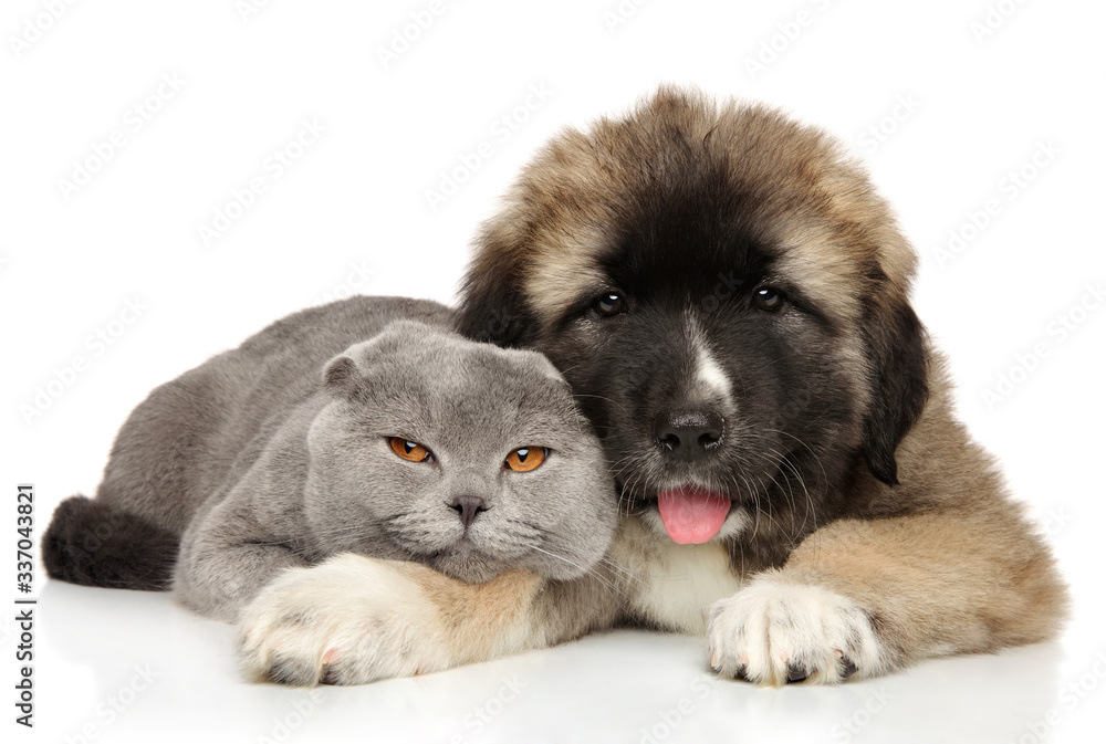 Fototapeta premium Cat and puppy on a white background