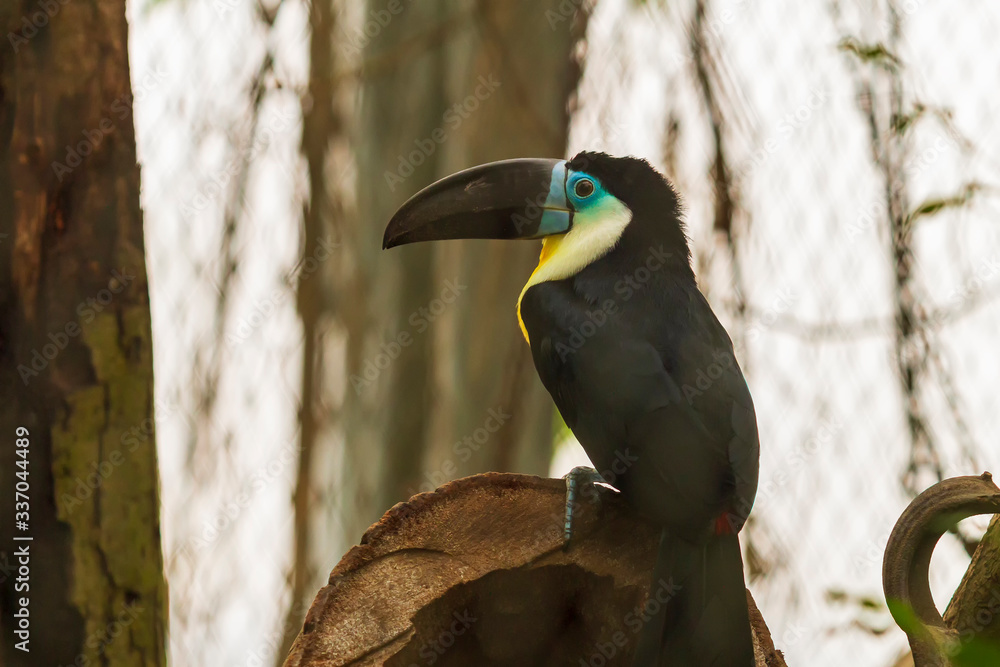 Fototapeta premium Ramphastos toco - A huge toucan - a black bird