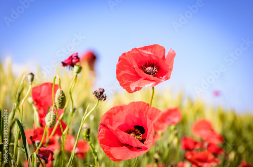 red poppy meadows