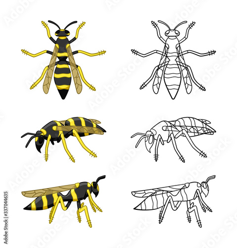 Wasps set colored and line versions isolated illustration on white background