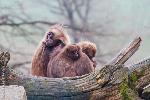 Macaca monkey sitting in a group