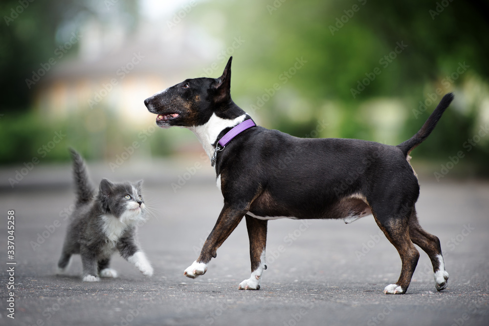 miniature bull terrier dog and kitten posing outdoors 
