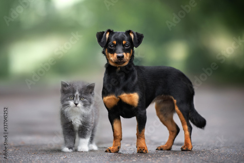 Photography mixed breed dog and kitten standing close outdoors