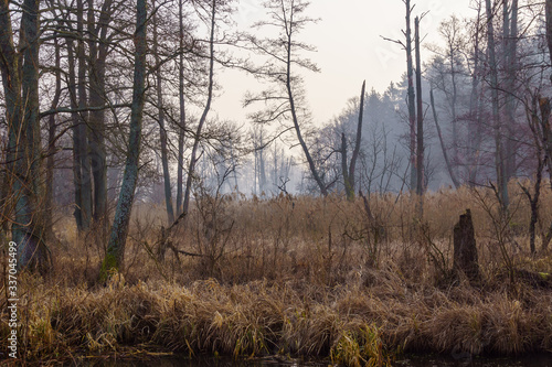 Fototapeta Naklejka Na Ścianę i Meble -  Rzeka Supraśl. Dolina Supraśli. Puszcza Knyszyńska, Podlasie, Polska