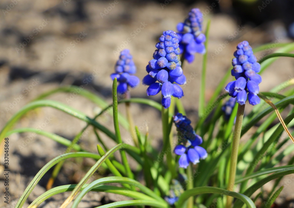 Blue Muscari. The first spring little flowers. Blue Muscari. The first spring little flowers.