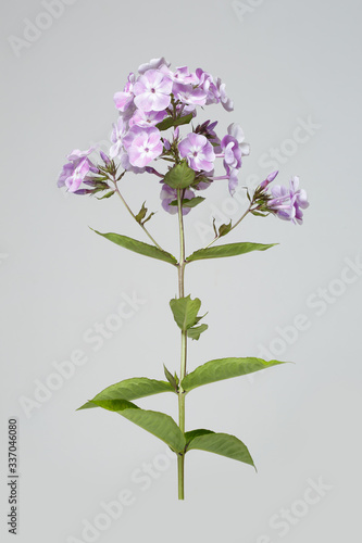 Inflorescence of tender lilac phlox Isolated on a gray background.