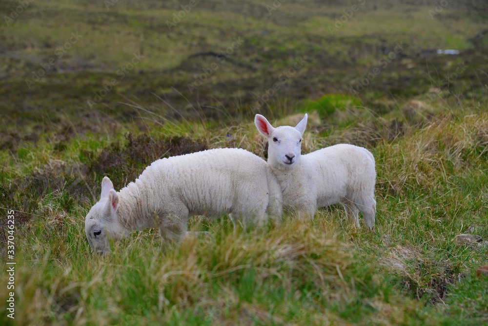 Baby lambs on the scottish field Baby lambs on the scottish field