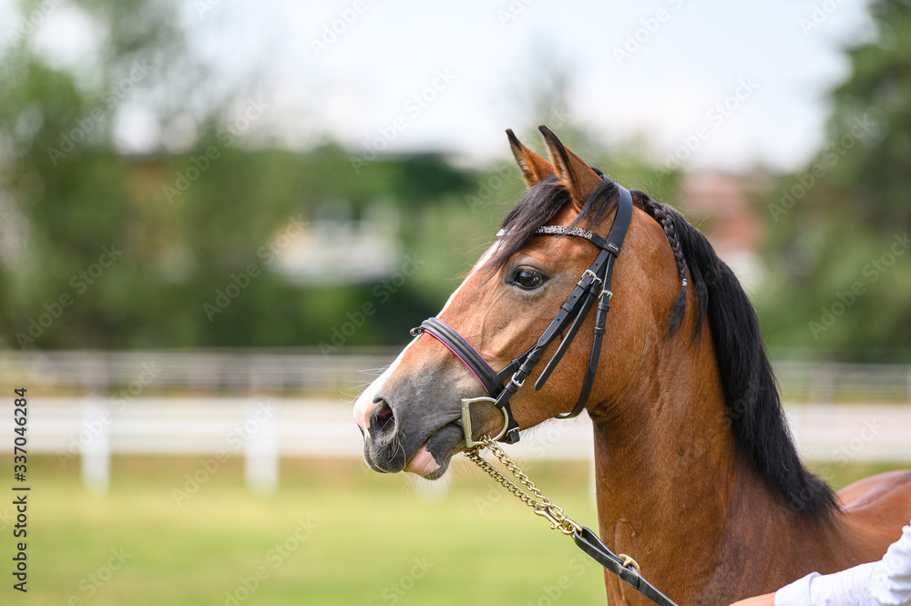Portrait of horse in horse show, nice bokeh.