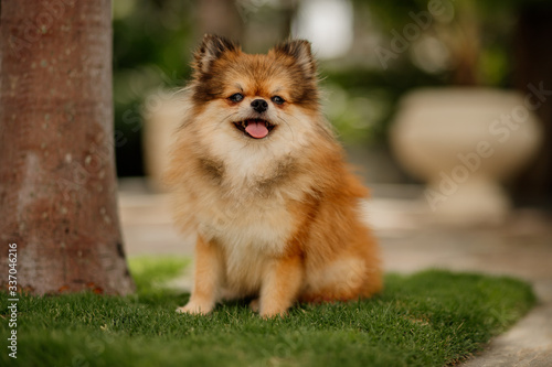fluffy pomeranian small dog sitting in grass pure breed © rsaggin