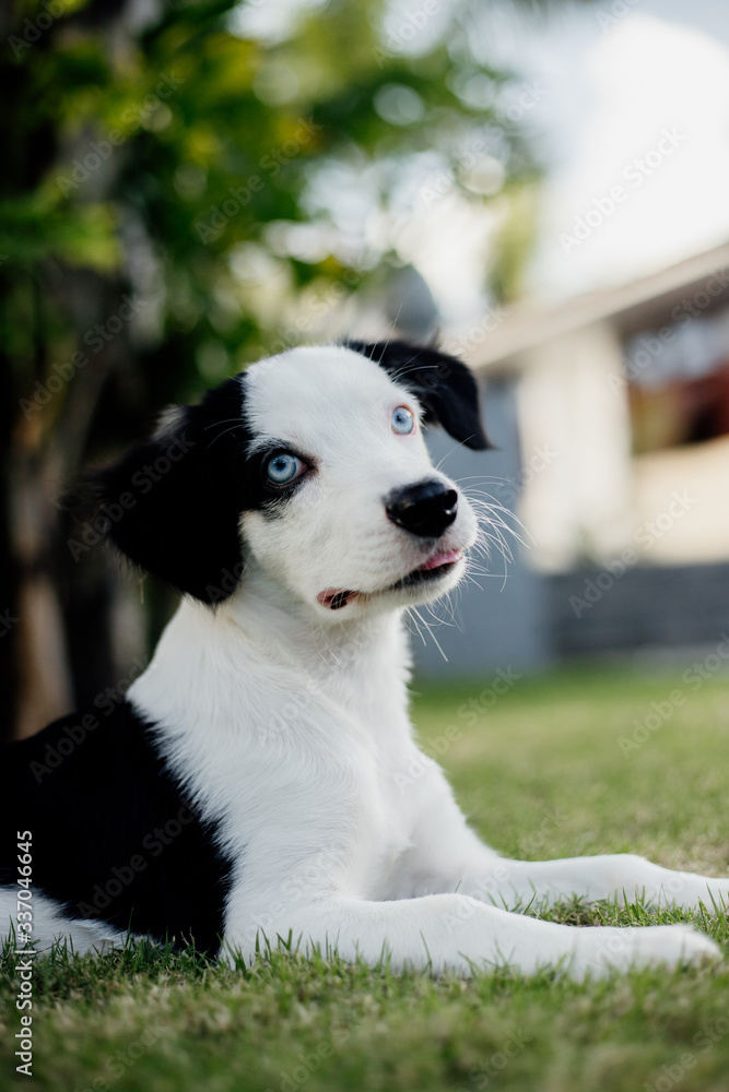 young mixed breed puppy dog with blue eyes young mixed breed puppy dog with blue eyes
