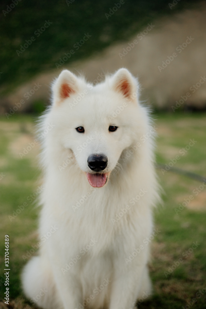 Obraz premium pure breed samoyed white dog