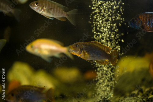 Colorful mbuna cichlids in aquarium