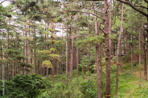 Fototapeta Naklejka Na Ścianę i Meble -  Vibrant pine trees background. Refreshing Forest scene