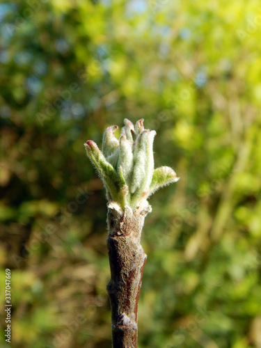 Macro close-up photograph of the leaf and blossom buds of a domestic apple tree (Malus domestica) in Spring, with shallow depth of field