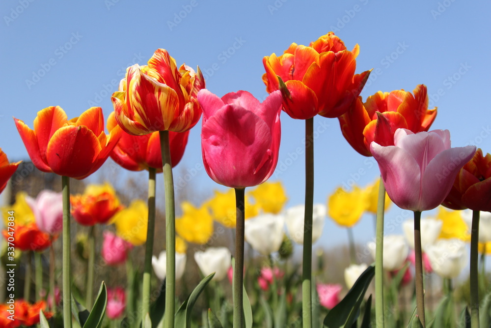 a row with beautiful special red flowering tulips and white and yellow tulips and a blue sky in the background in a flower garden in the netherlands at a sunny day in springtime