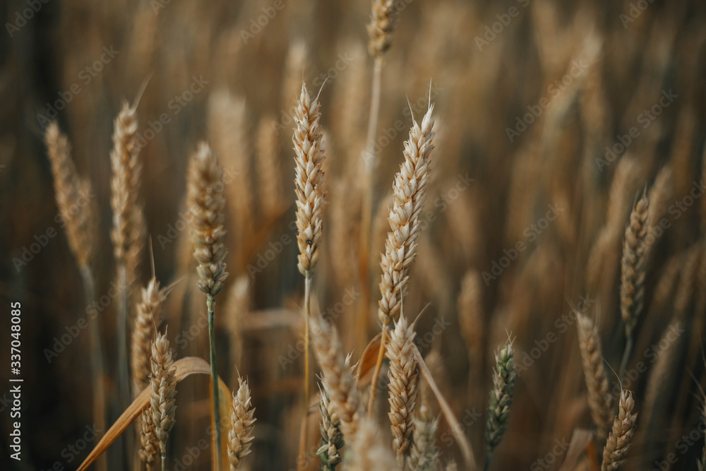 Fototapeta premium Golden ears of wheat on the field.